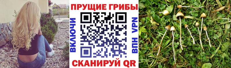 Псилоцибиновые грибы мицелий  Кораблино 